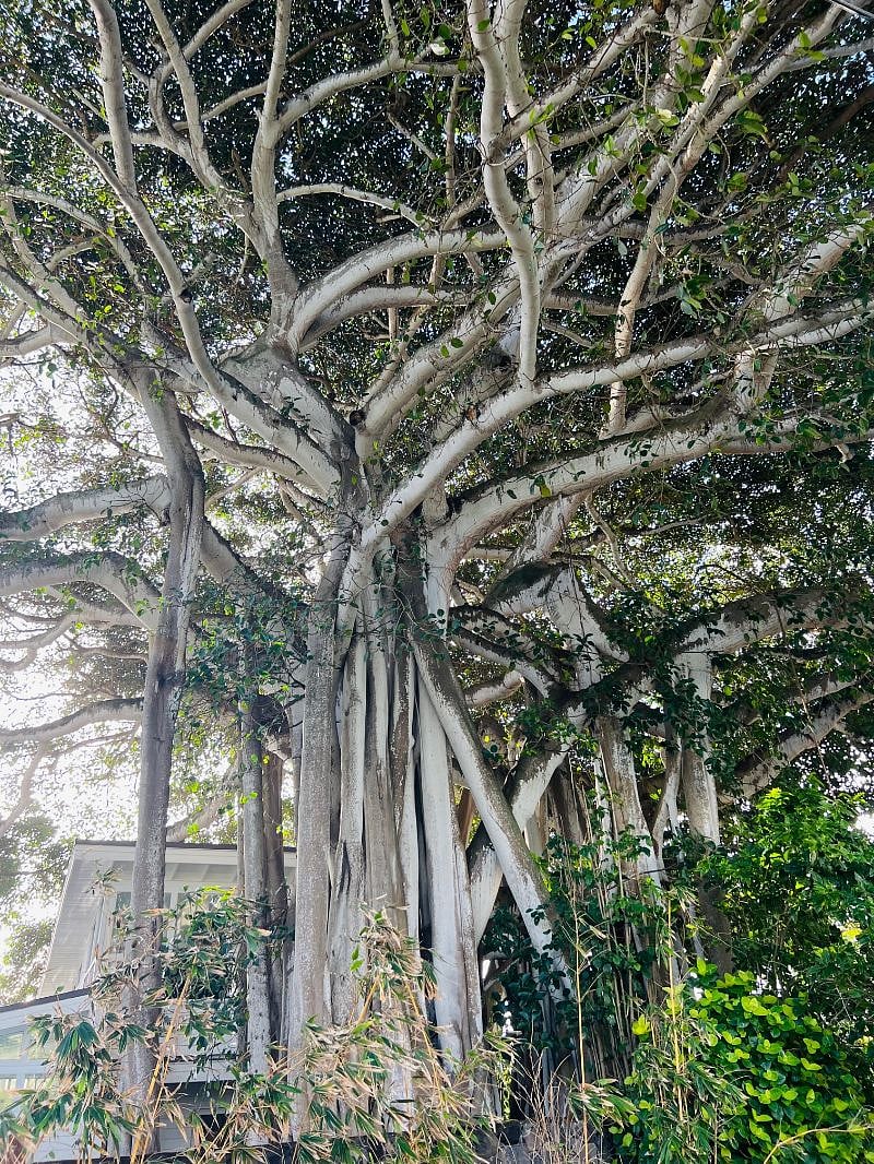 Large beautiful banyan outside the property - the birds sing to you in at dusk and dawn