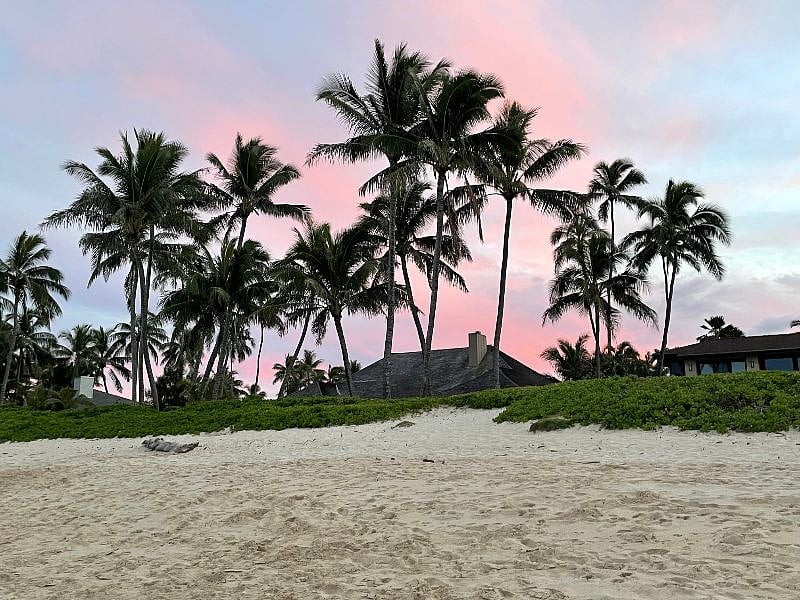 Palms on a cotton candy sky evening