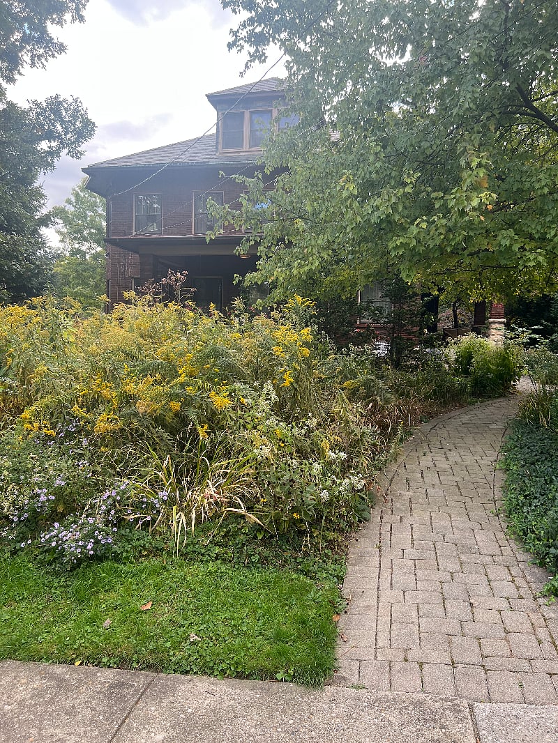 front walkway, planted with natives