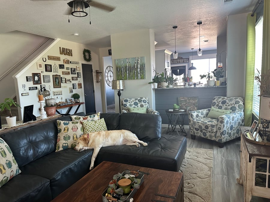 Living Room with Sophie the yellow lab