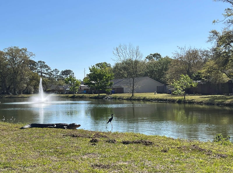 - BackYard Lake -
