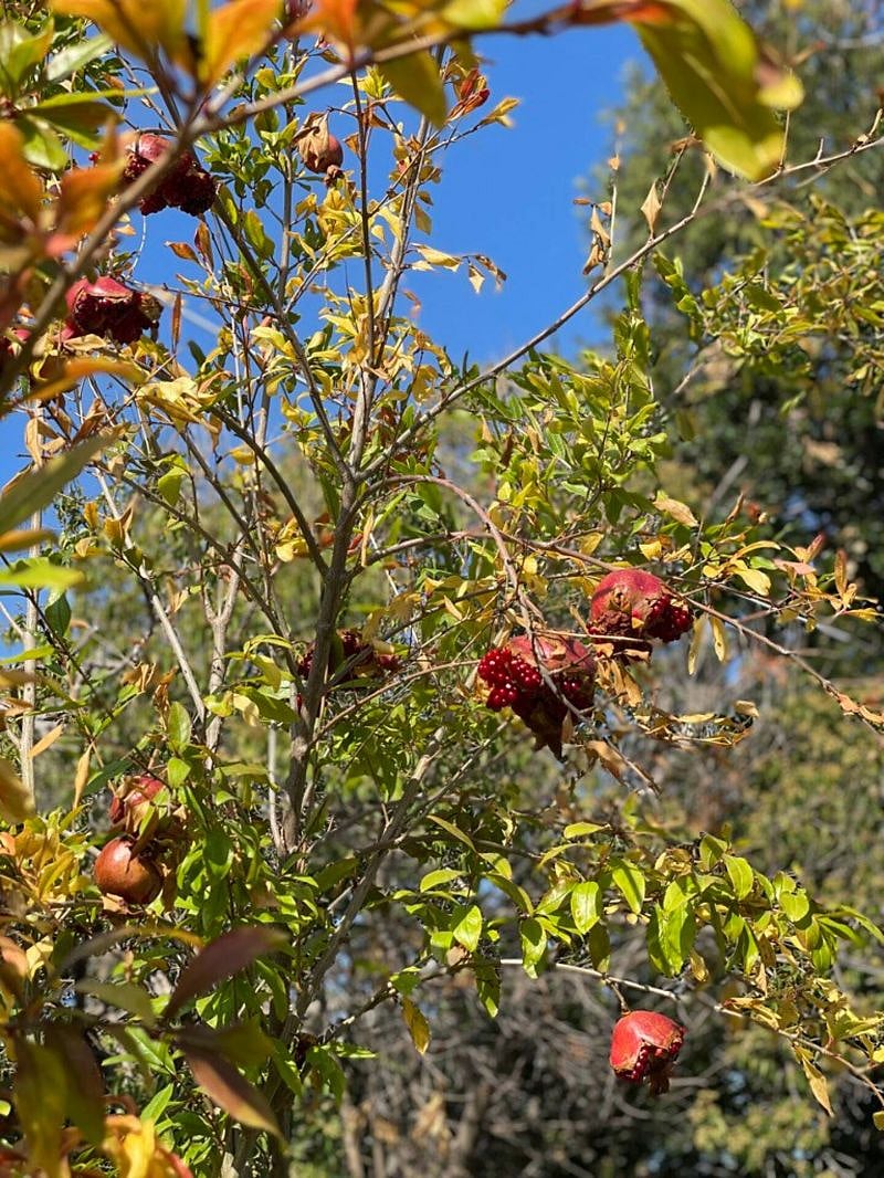 Pomegranate tree in the garden.