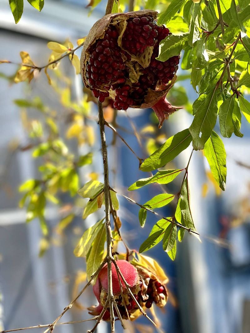 Pick a ripe pomegranate if you visit between late summer and autumn.