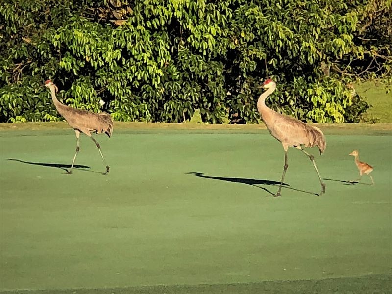 Sand Hill Cranes