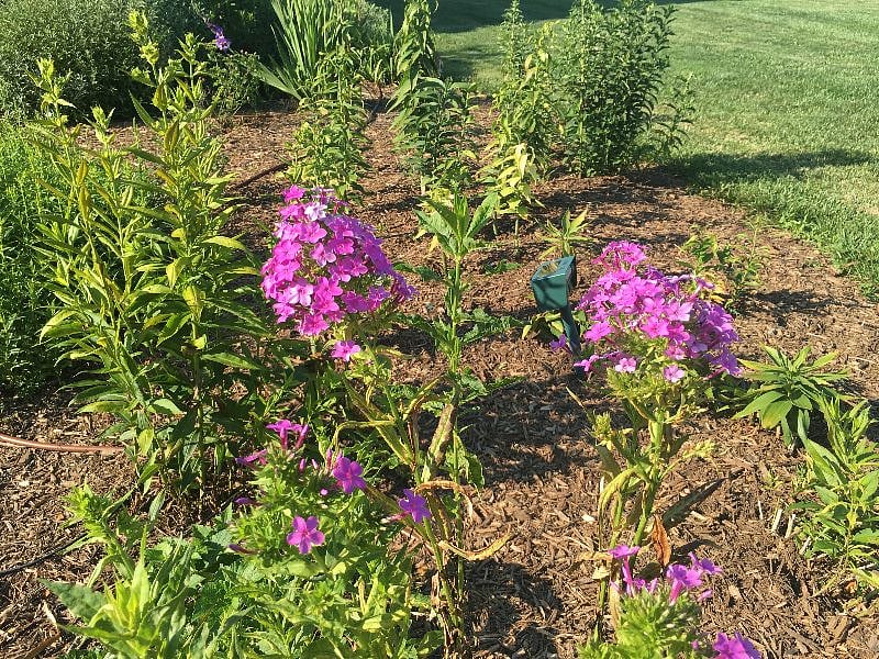 Flowers and wildlife everywhere!