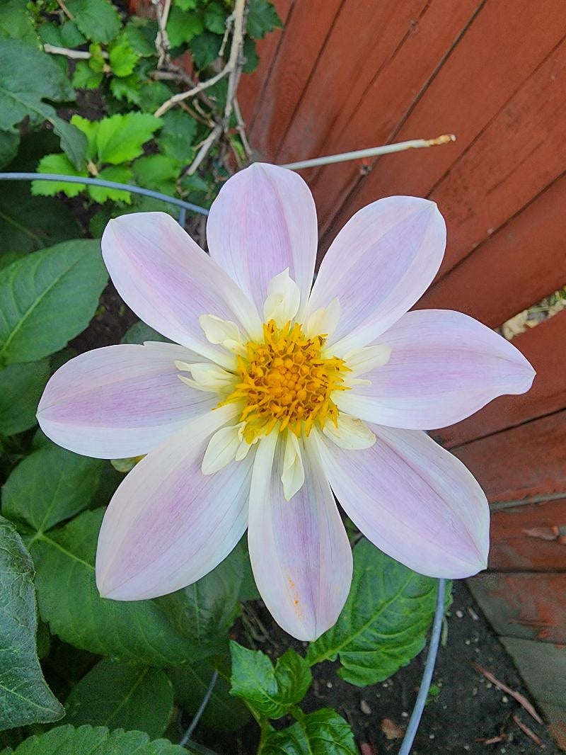 The yard is a neighborhood showplace throughout the spring and summer months.