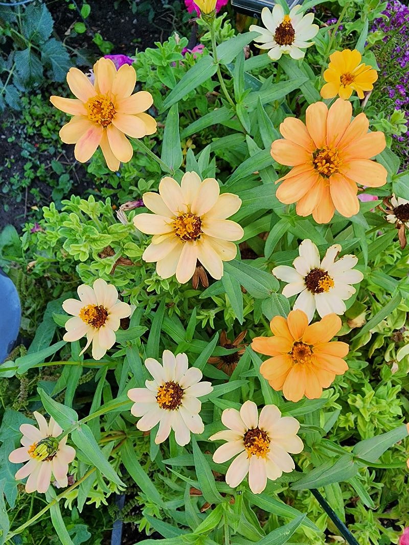 The yard is a neighborhood showplace throughout the spring and summer months.