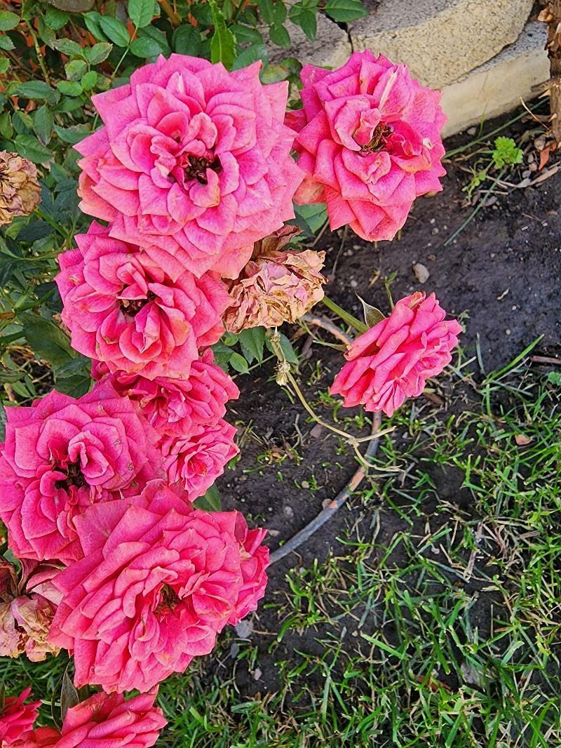 The yard is a neighborhood showplace throughout the spring and summer months.