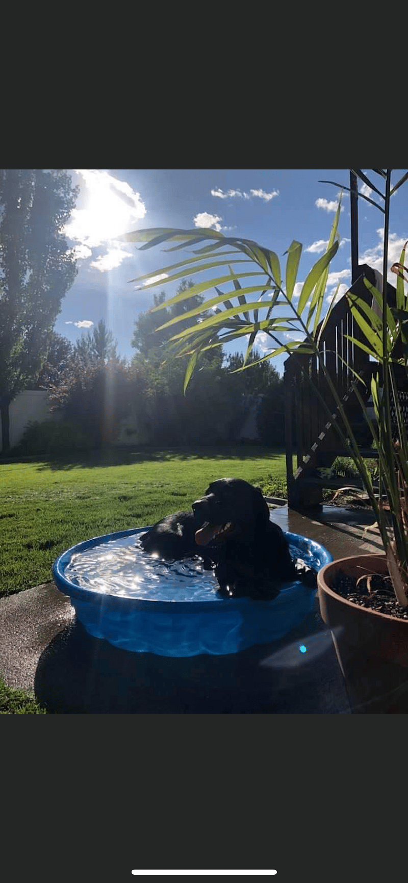 Happy spoiled pooch :)