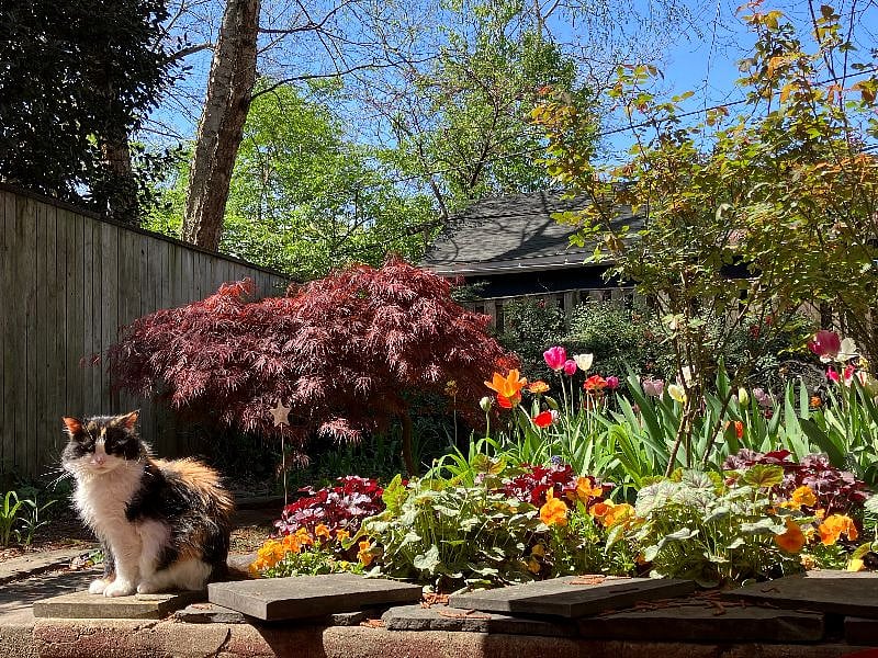 Isabel, my kitty, in the backyard