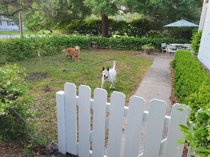 Front yard fenced in area for pets