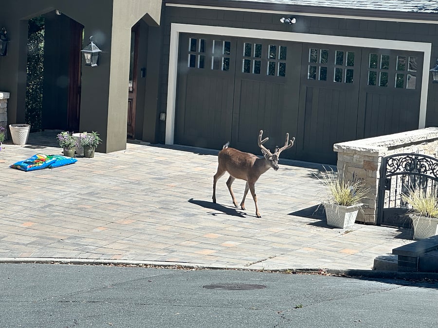 Just a visiting neighbor.
