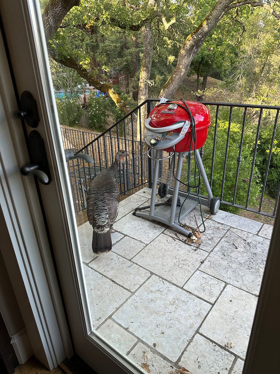 Just another visiting neighbor.