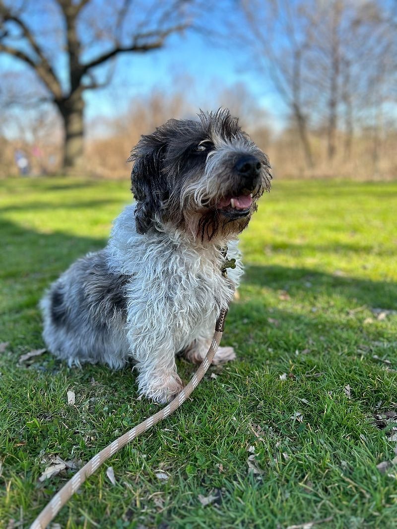 Our beloved dog, Shorty.