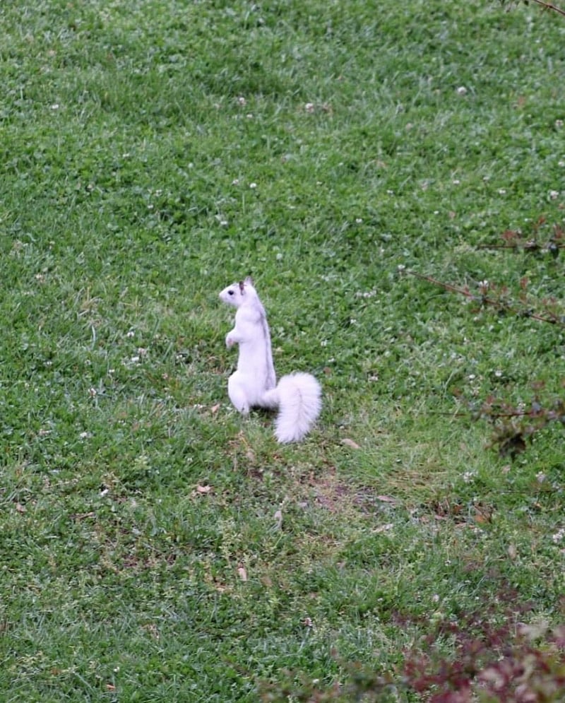 White squirrels frequent the area, seemingly putting on a show at times for guests.