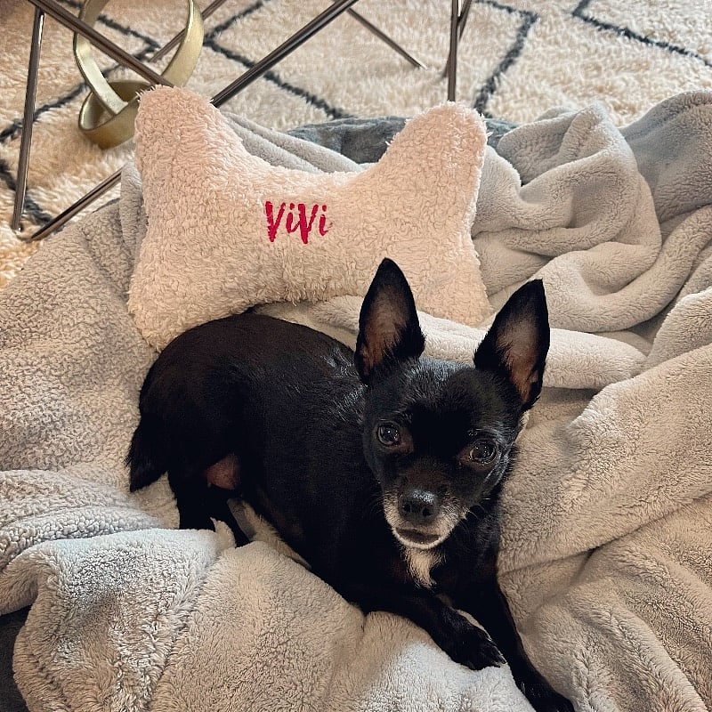Small dog (7lbs), lives in the condo. Quiet & well behaved