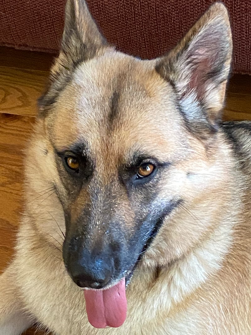Luna Love Bear