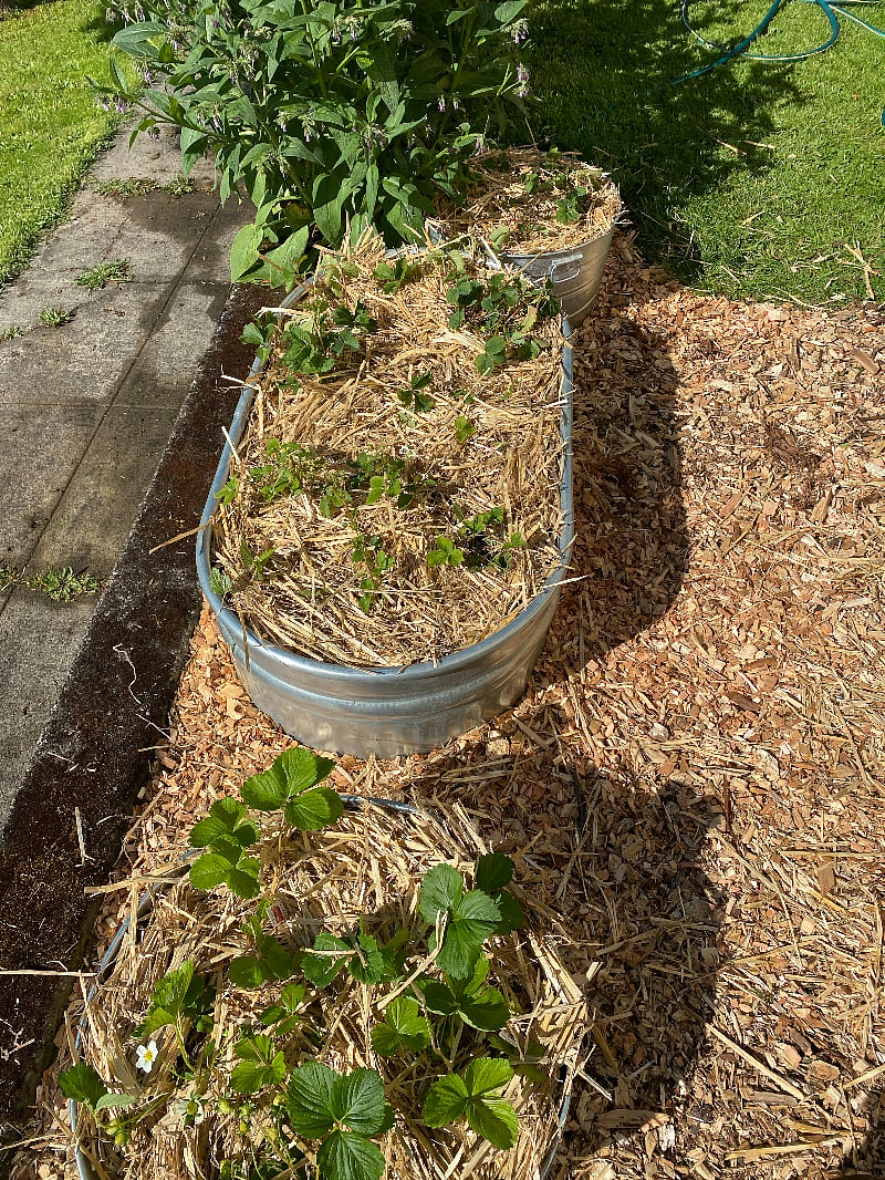 Strawberry beds outside the apartment entrance.