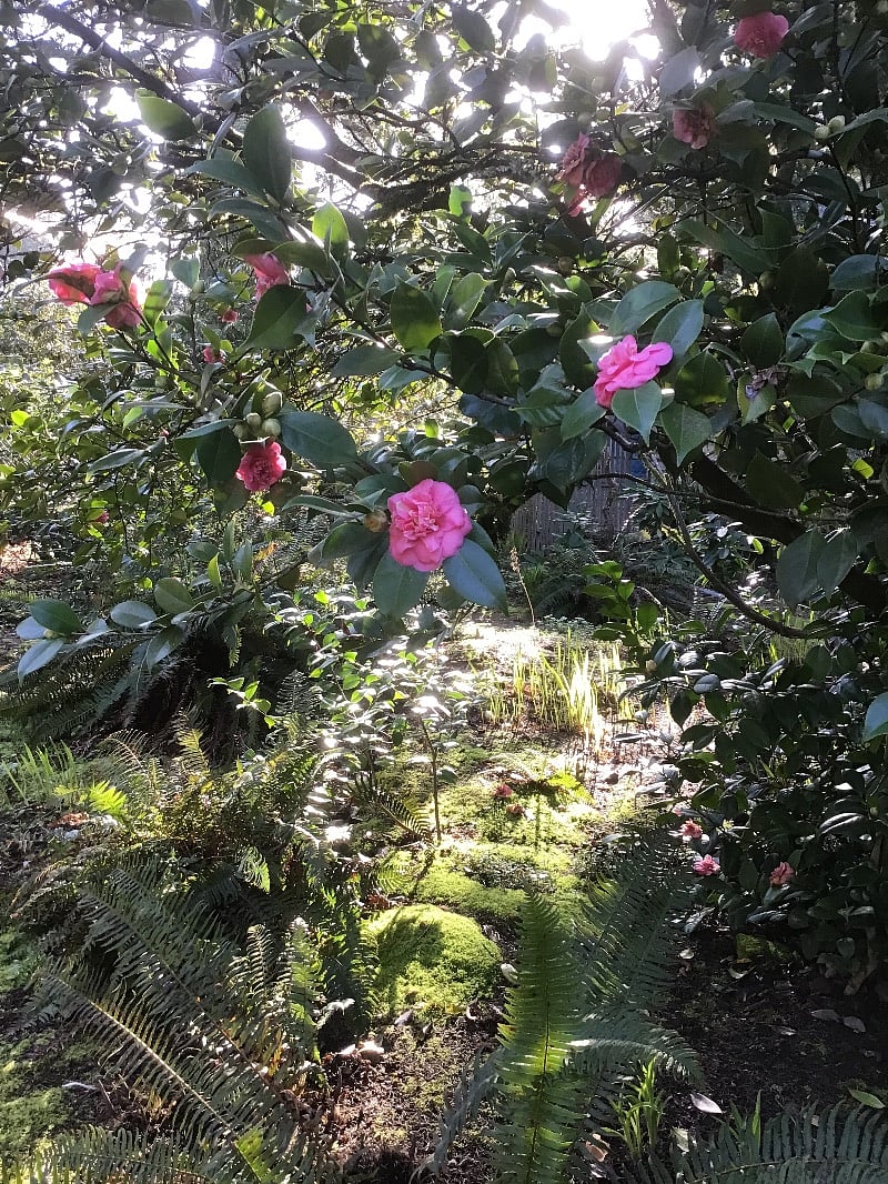 Front yard starting to bloom.