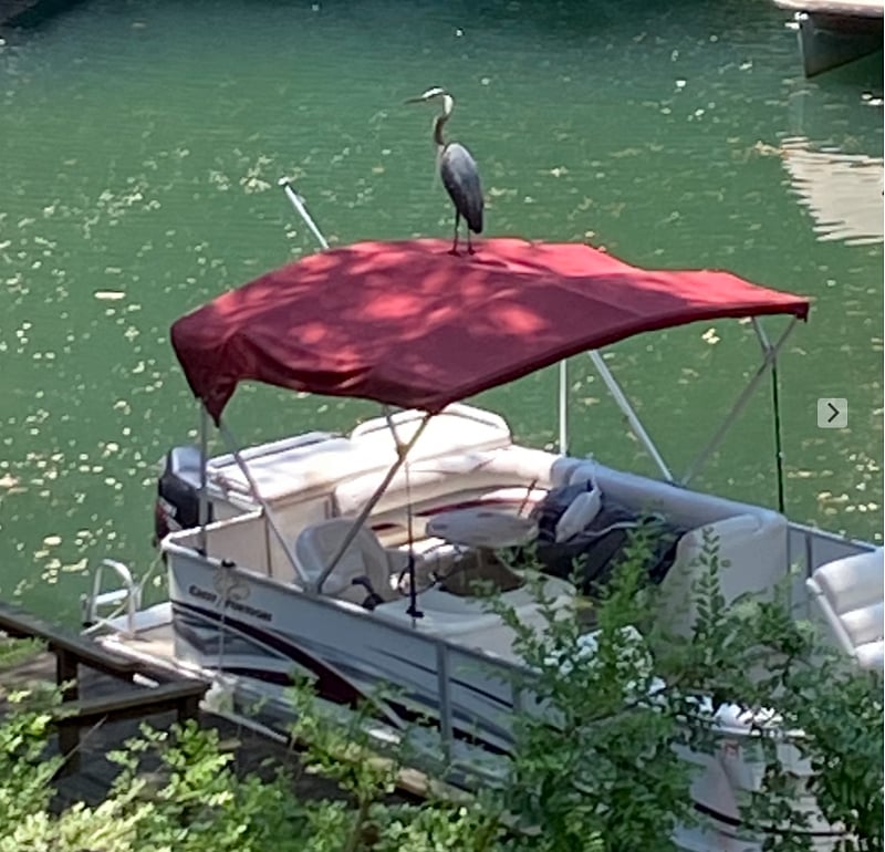 Occasional boat ride from our dock