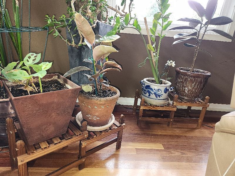 Plants galore