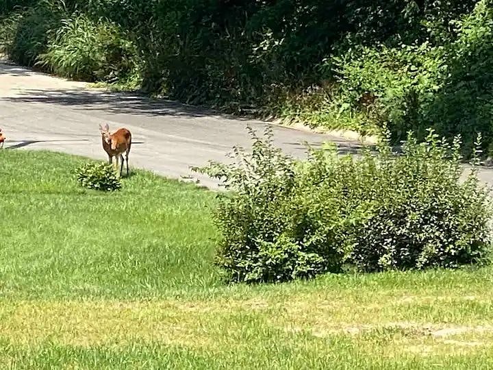 Sometimes you'll see a visitor out of the kitchen or dining window! Make sure and visit nearby Riverview park (4 min by car, ~15 walk) for spectacular river views at sunset.
