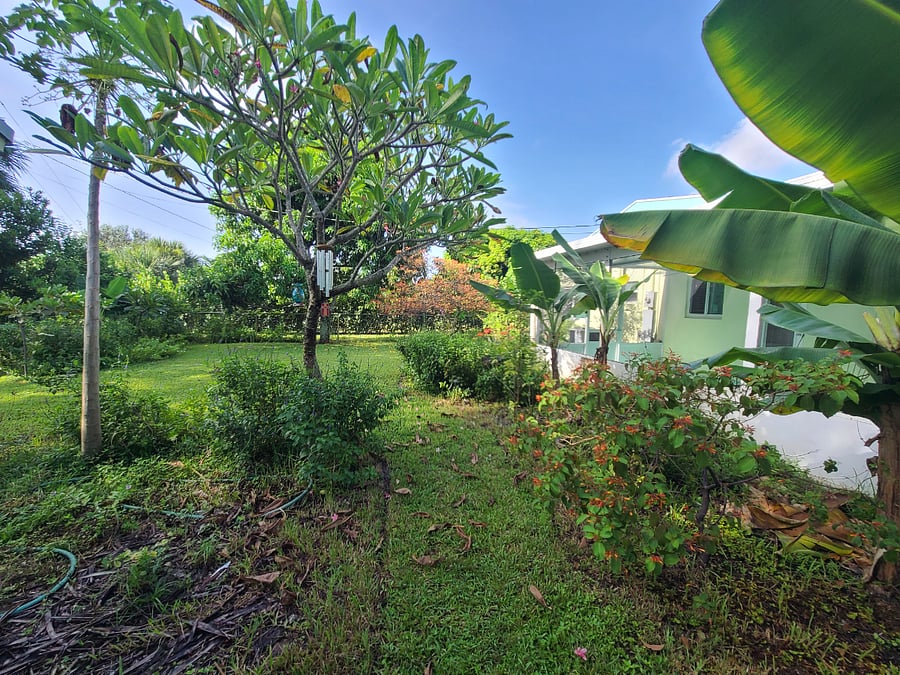 gardens on either side of the path to the studio