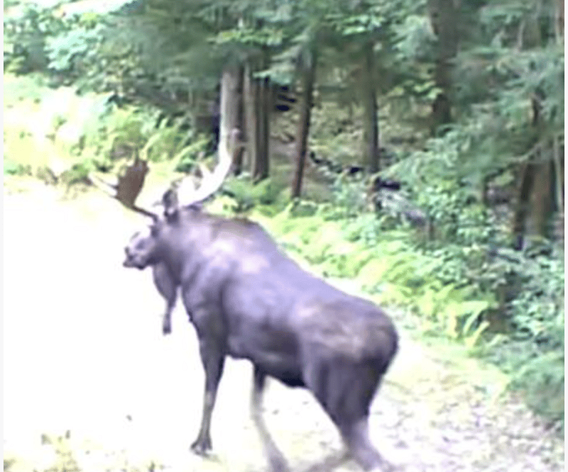 Neighborhood moose!