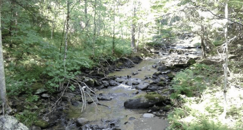 Brook