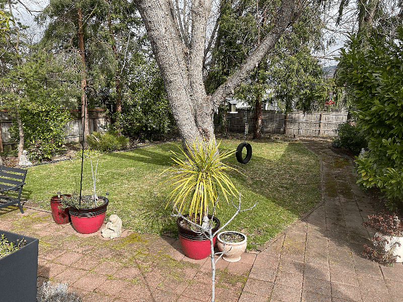 Backyard view from back door