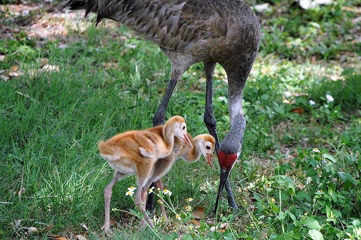 Local critters