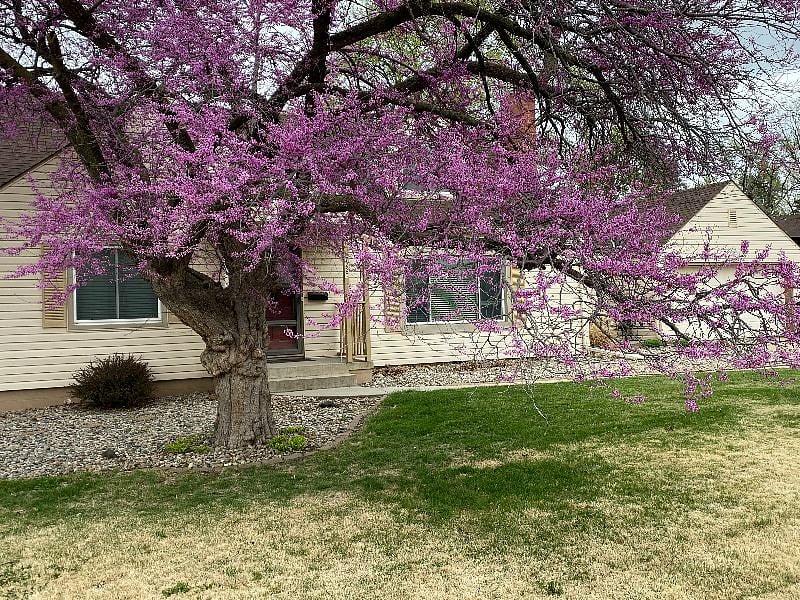 Front of the home in Spring.  The whole neighborhood is full of beautiful trees and landscaping.