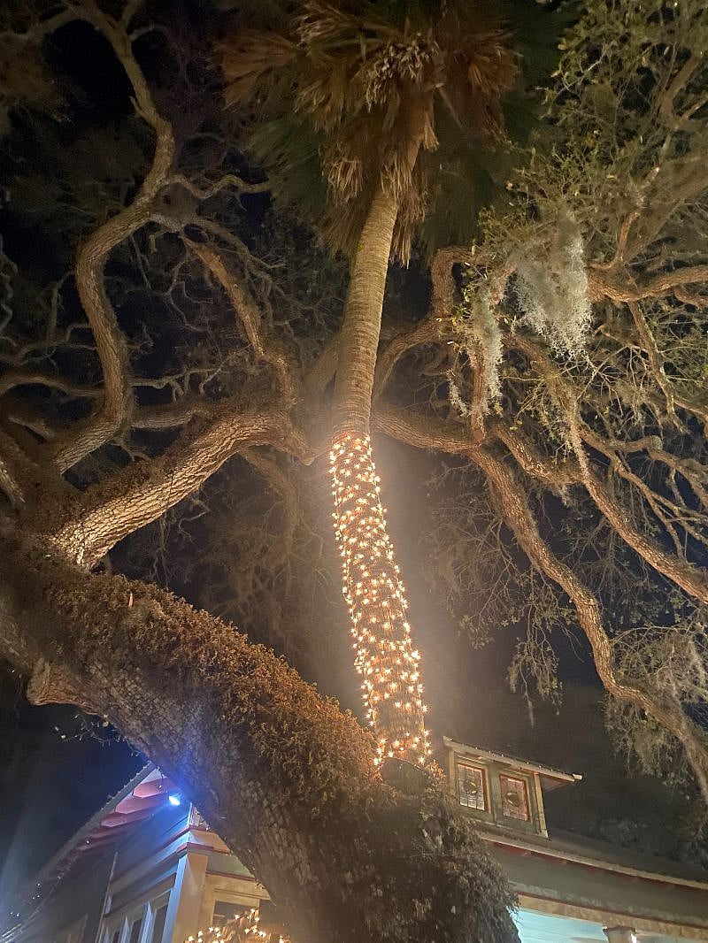 One of many Love Trees in St Augustine (Palm tree and Oak tree woven together).  Keep an eye out! 