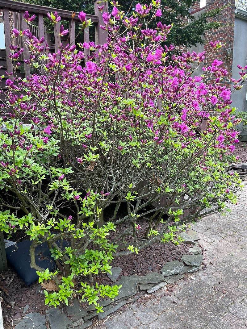 Back yard