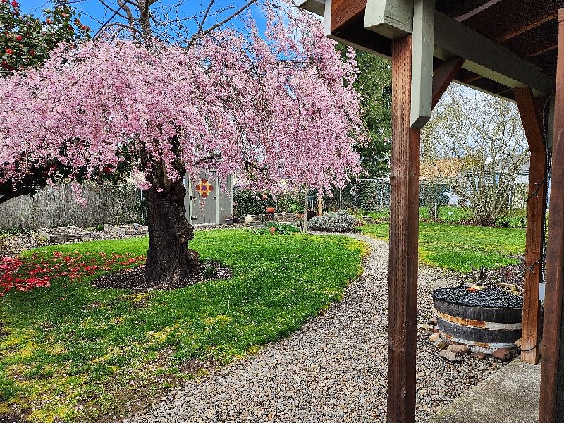 Back yard.