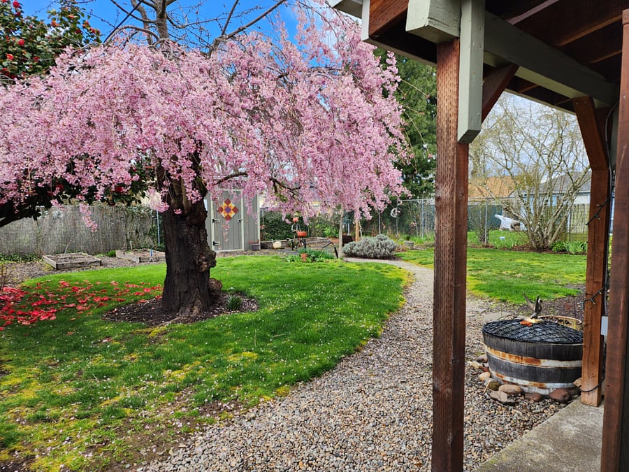 Back yard.