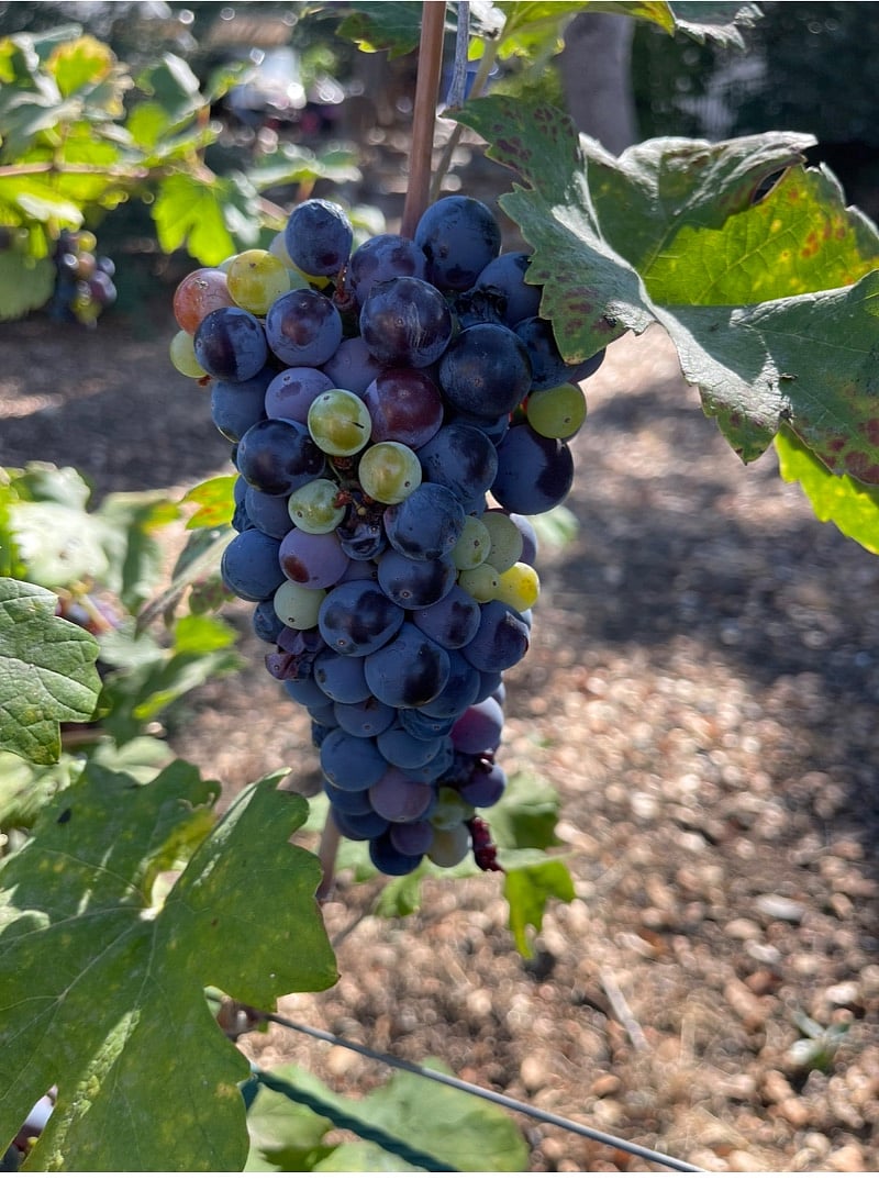 We grow Zinfandel grapes on property and bring some in to make our own wine 