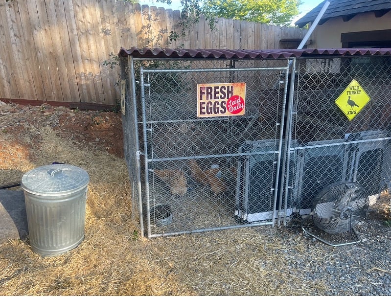 Fresh eggs daily 