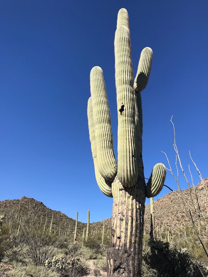 Miles of walking trails and golf amidst the saguaros.