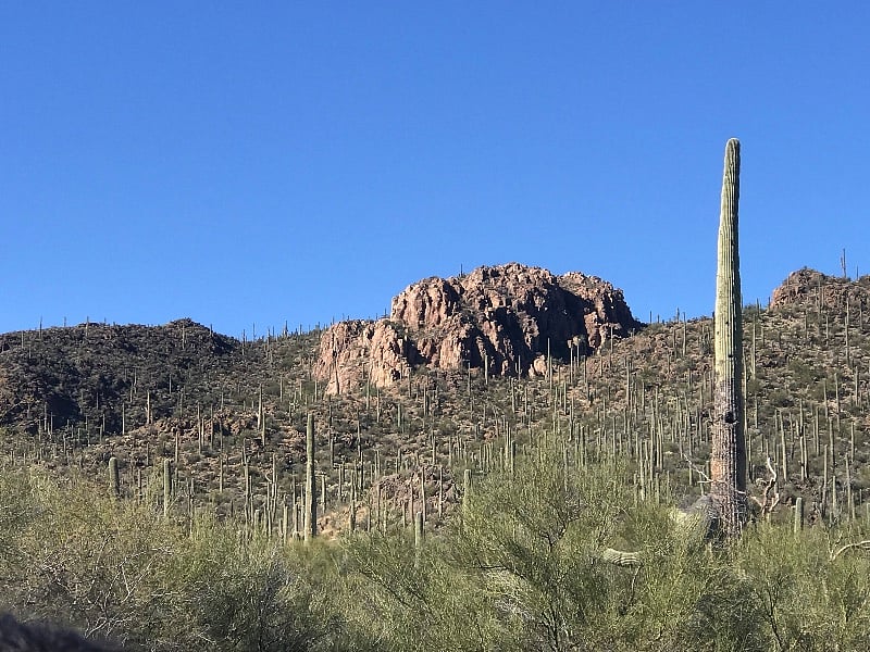 Enjoy the flora and fauna in the Tucson mountain foothills.
