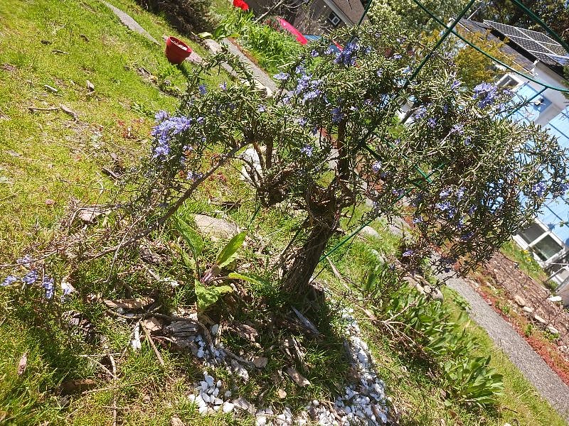 One of the blooming Lavender Trees