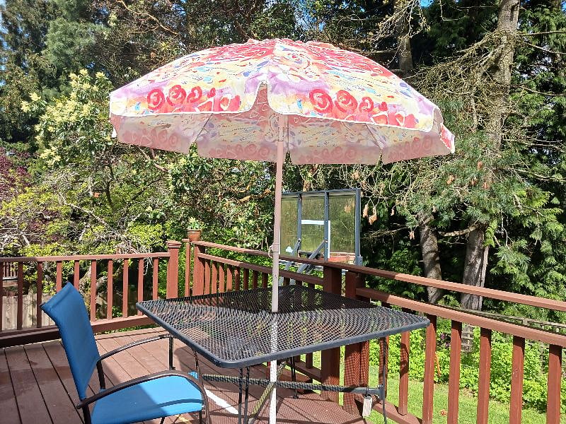 View of the plum tree from the deck