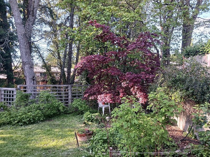 Backyard -- more sitting/walking places under trees.