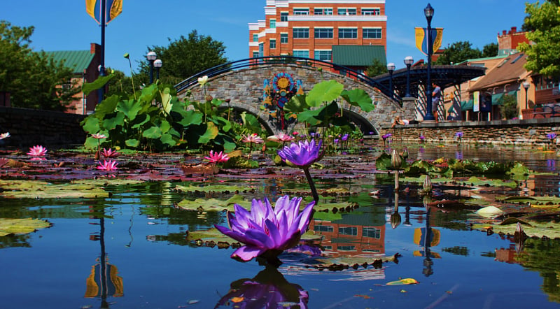Beautiful Carroll creek park downtown just mins away! offers more than just a beautiful view, specialty shops, outdoor dining, breweries, and a distillery are among the businesses located along the park. 