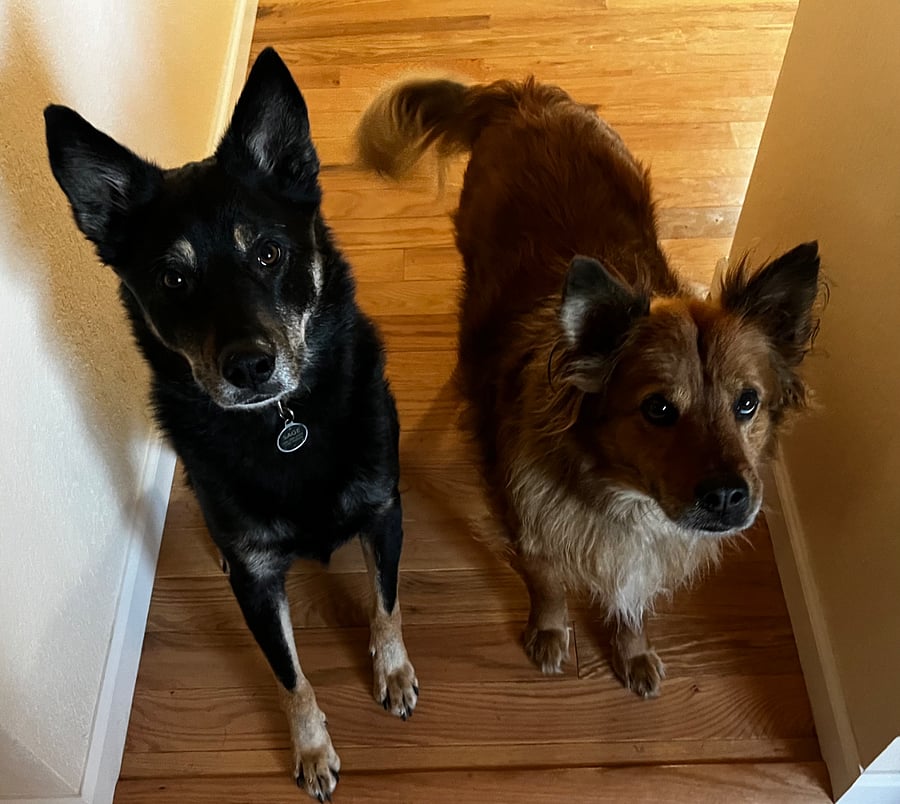 Sage and Bandit are the goodest boys, and they're excited to meet you!