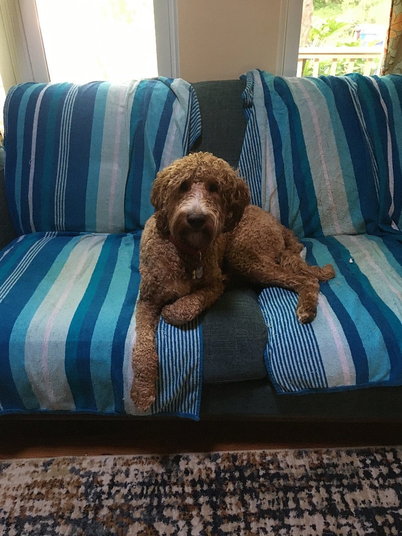 Mr. Darcy, your security dog and greeting dog.