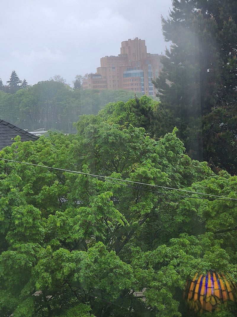Beautiful trees