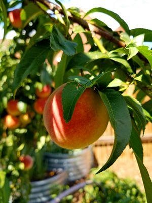 Perfect peach from our tree!