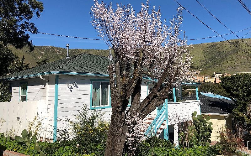 Plum flowers (Feb 2023) for happiness - money cannot buy