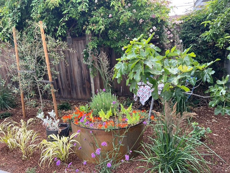 shared newly landscaped garden